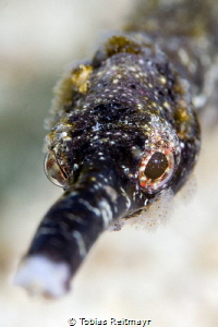 Pipefish, Giant Clam, Puerto Galera by Tobias Reitmayr 